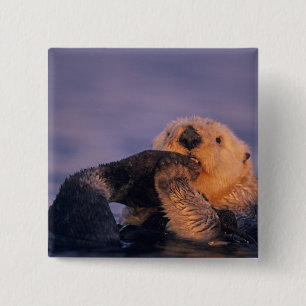 Chapa Cuadrada Otter marino, Enhydra lutris