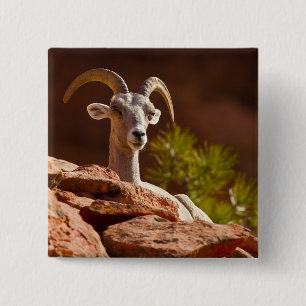 Chapa Cuadrada Oveja canadiense del desierto (Ovis canadensis nel