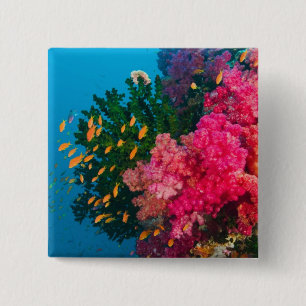 Chapa Cuadrada Pacífico Sur, Fiji, Viti Levu, Bligh Water,