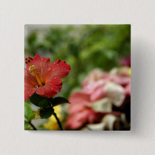 Chapa Cuadrada Pacífico Sur, Polinesia Francesa, Sociedad 2