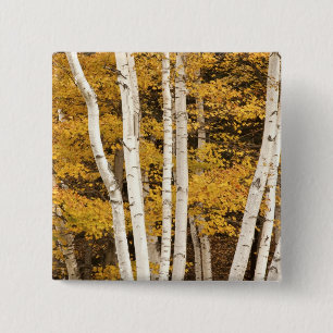 Chapa Cuadrada paisaje de otoño, Vermont, EE. UU.