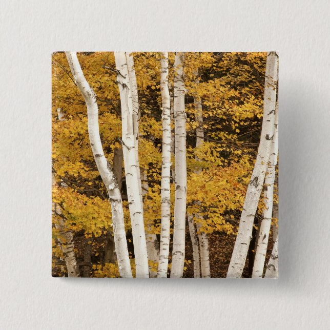 Chapa Cuadrada paisaje de otoño, Vermont, EE. UU. (Anverso)