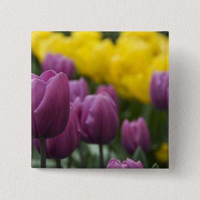 Chapa Cuadrada Países Bajos (Holanda), Lisse. Keukenhof 10 (Anverso)