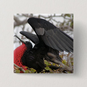 Chapa Cuadrada Pájaro Fragata Magnífico