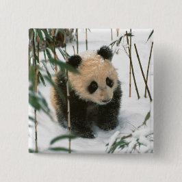 Chapa Cuadrada Panda cub en la nieve, Wolong, Sichuan, China