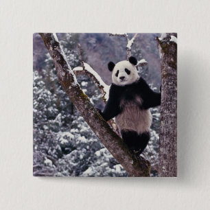 Chapa Cuadrada Panda gigante parado en un árbol, Wolong, Sichuan,