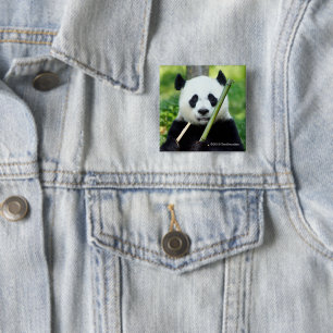 Chapa Cuadrada Panda gigante que sostiene el bambú