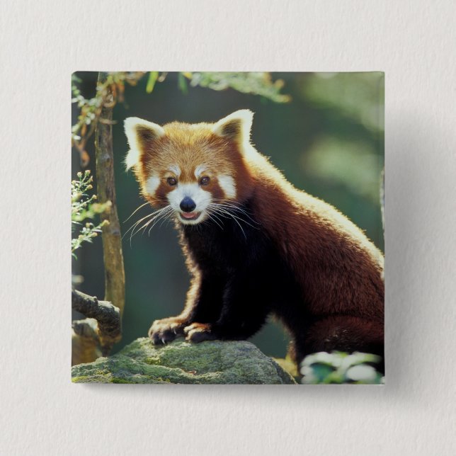 Chapa Cuadrada Panda rojo Ailurus fulgens) (Anverso)