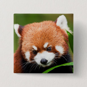 Chapa Cuadrada Panda Rojo Lindo