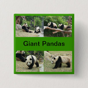 Chapa Cuadrada pandas gigantes