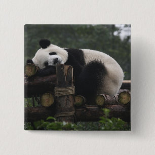 Chapa Cuadrada Pandas gigantes en la gigantesca protección Panda