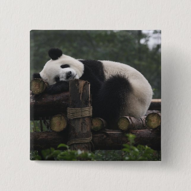Chapa Cuadrada Pandas gigantes en la gigantesca protección Panda (Anverso)