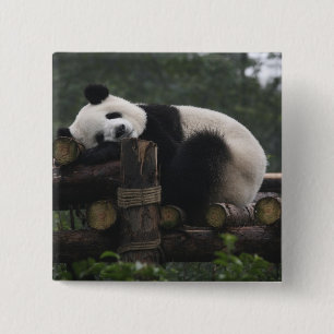 Chapa Cuadrada Pandas gigantes en la protección de pandas gigante