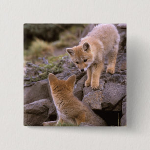 Chapa Cuadrada Pareja de Fox gris sudamericana (Lycalopex griseus