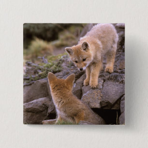 Chapa Cuadrada Pareja de Fox gris sudamericana (Lycalopex griseus