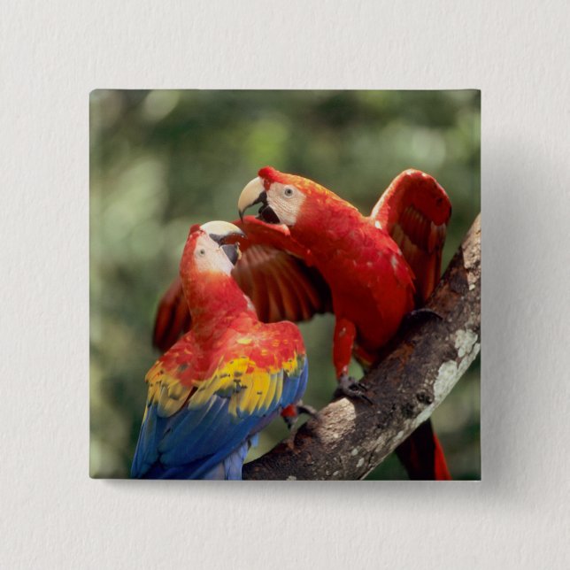 Chapa Cuadrada Pareja de guacamayos escarlata (Anverso)