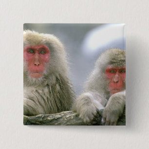 Chapa Cuadrada Pareja de monos de nieve, macaco japonés,
