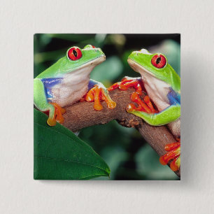 Chapa Cuadrada Pareja de ranas de ojos rojos, Agalychinis callidr