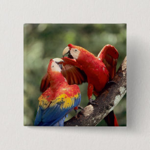 Chapa Cuadrada Pareja de Scarlet Macaws
