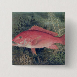 Chapa Cuadrada Pargo Rojo, de 'Game Fishes of the United States