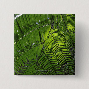 Chapa Cuadrada Parque nacional de las mamáes de Bach