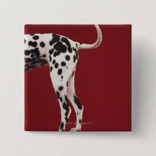 Chapa Cuadrada Parte posterior del Dalmatian