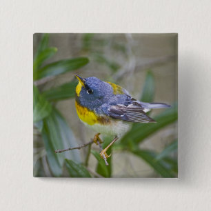 Chapa Cuadrada Parula americana (Parula americana)