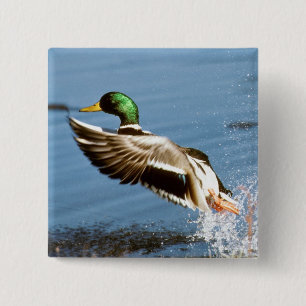Chapa Cuadrada Pato de Drake del pato silvestre