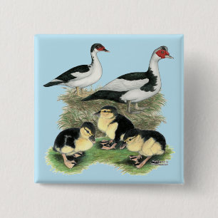Chapa Cuadrada Patos Muscovy de Patas Negras Familia