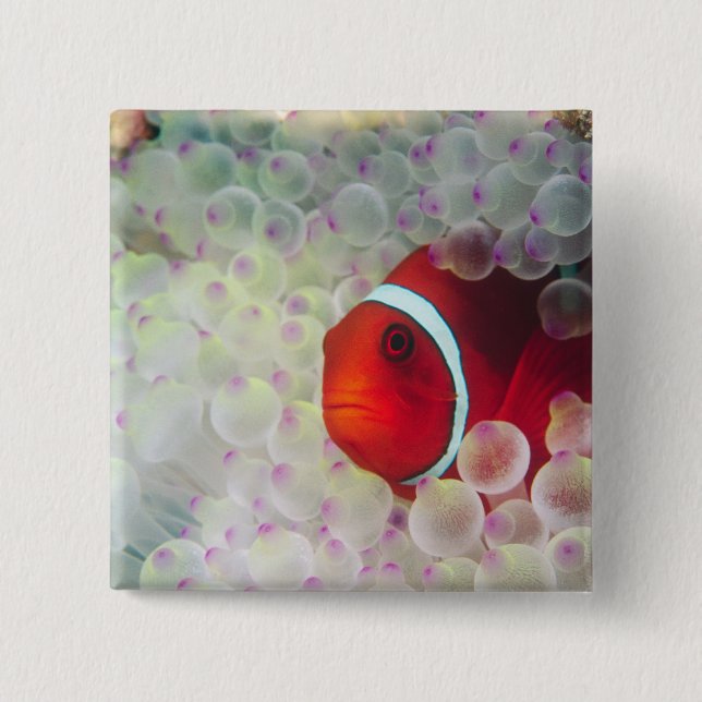 Chapa Cuadrada Paupau Nueva Guinea, Gran Barrera de Coral, (Anverso)