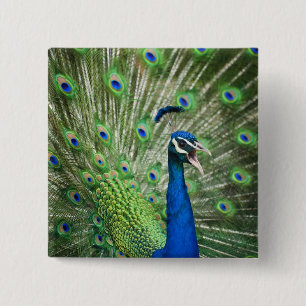 Chapa Cuadrada Pavo real de griterío