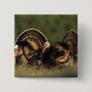 Chapa Cuadrada Pavo silvestre, Meleagris gallopavo,machos