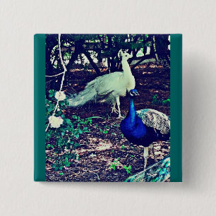 Chapa Cuadrada Peacocks vintage
