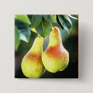 Chapa Cuadrada Pears on a Tree Photograph