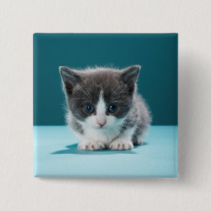 Chapa Cuadrada Pequeño gatito