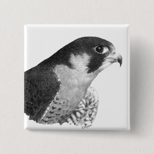 Chapa Cuadrada Peregrine Falcon-Pencil