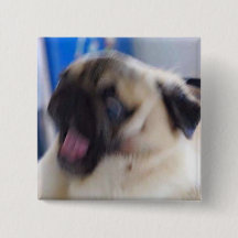 perno emocionado del puggo