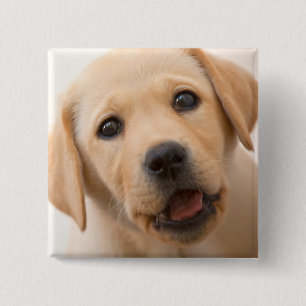 Chapa Cuadrada Perrito de oro de Labrador
