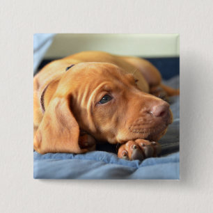 Chapa Cuadrada Perrito de Vizsla que descansa sobre su pata