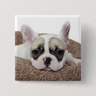 Chapa Cuadrada Perrito del bulldog francés que miente en una cama