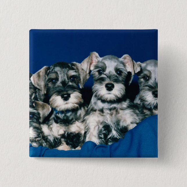 Chapa Cuadrada Perritos del Schnauzer miniatura (Anverso)
