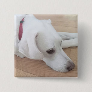 Chapa Cuadrada Perro blanco lindo con Navidades de collares rojos
