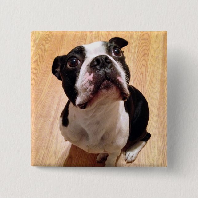 Chapa Cuadrada Perro de Boston Terrier (Anverso)