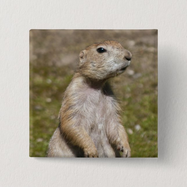 Chapa Cuadrada Perro de cola negra (Anverso)