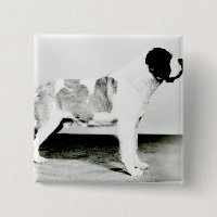 Perro de St Bernard