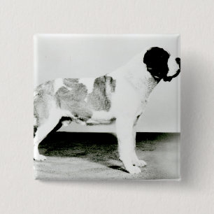 Chapa Cuadrada Perro de St Bernard