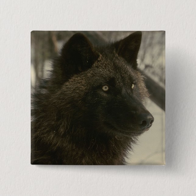 Chapa Cuadrada Perro lobo negro (Anverso)