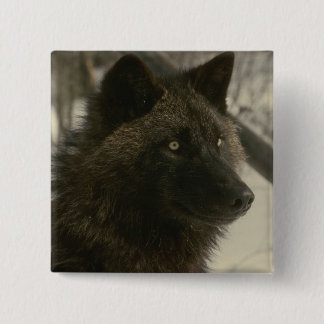 Chapa Cuadrada Perro lobo negro