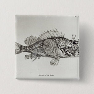 Chapa Cuadrada Pescados de escorpión