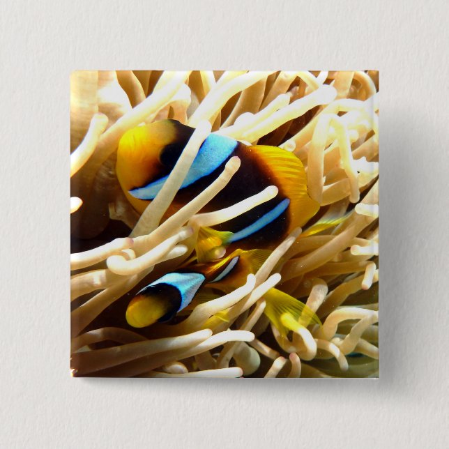 Chapa Cuadrada Pescados del payaso (Anverso)